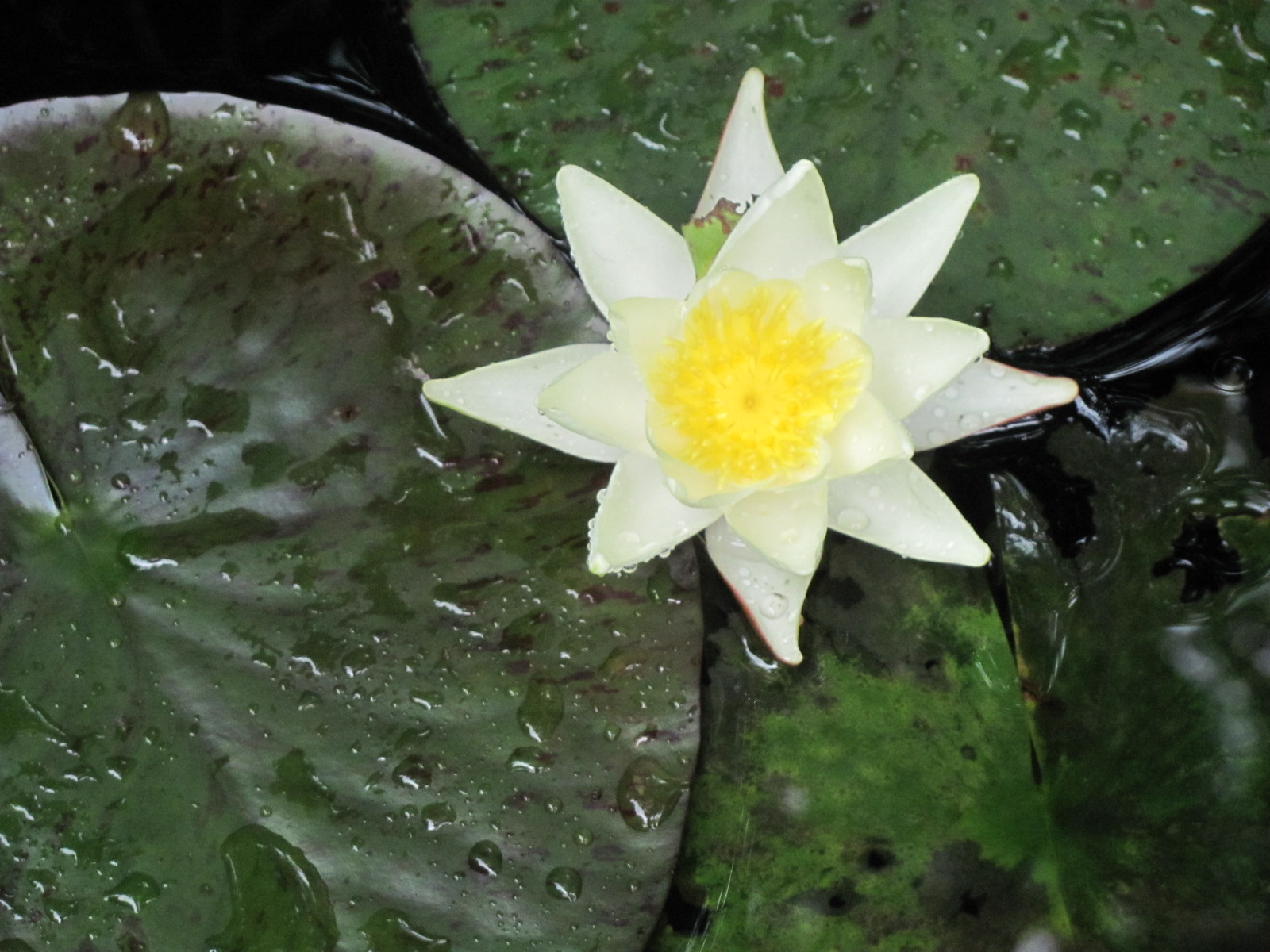Water lily 